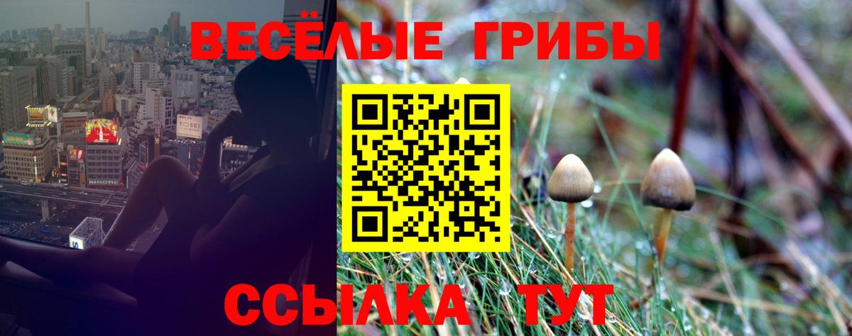 Галлюциногенные грибы Psilocybine cubensis Коряжма